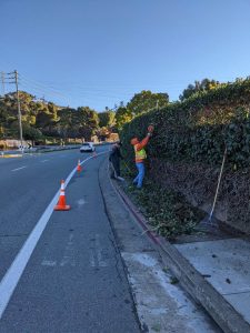 Pt San Pedro Rd vegetation trimming