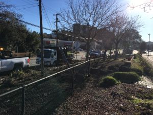 Terra Linda median veg clean up