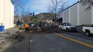 DPW tree clean up on D St