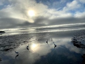 San Pablo Bay Low Tide