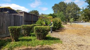 veg pruning