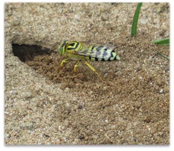 Sand Wasps