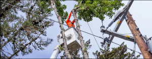 Wilhelm Tree Trimming Work