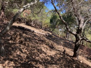 Photo of oak woodland