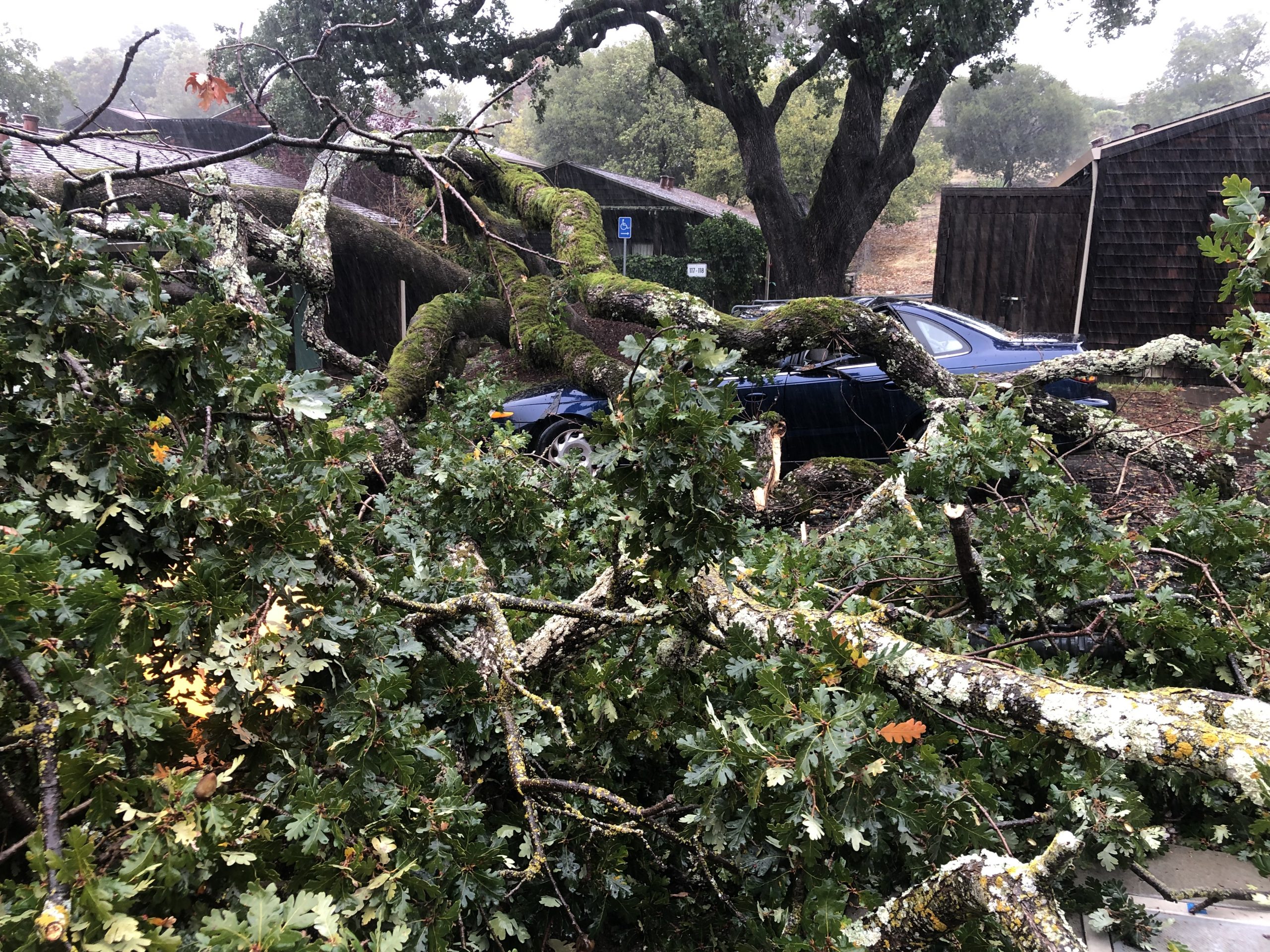 tree on car