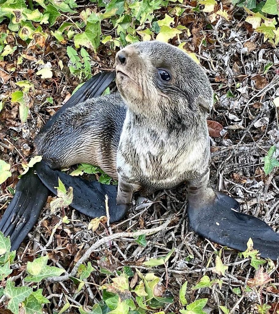 Seal pup 1