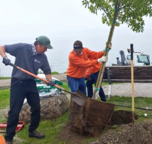 On December 8th, City Parks staff planted a Camphor tree at Shoreline Park in honor of beloved city employee, Ann Bauer