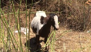 Goat eating scotch broom