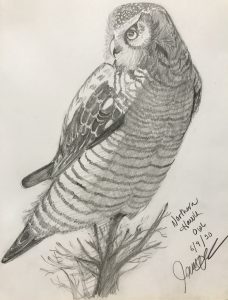 Jenny Kennedy - Northern Hawk Owl - Graphite - 12"x9" - $250.00