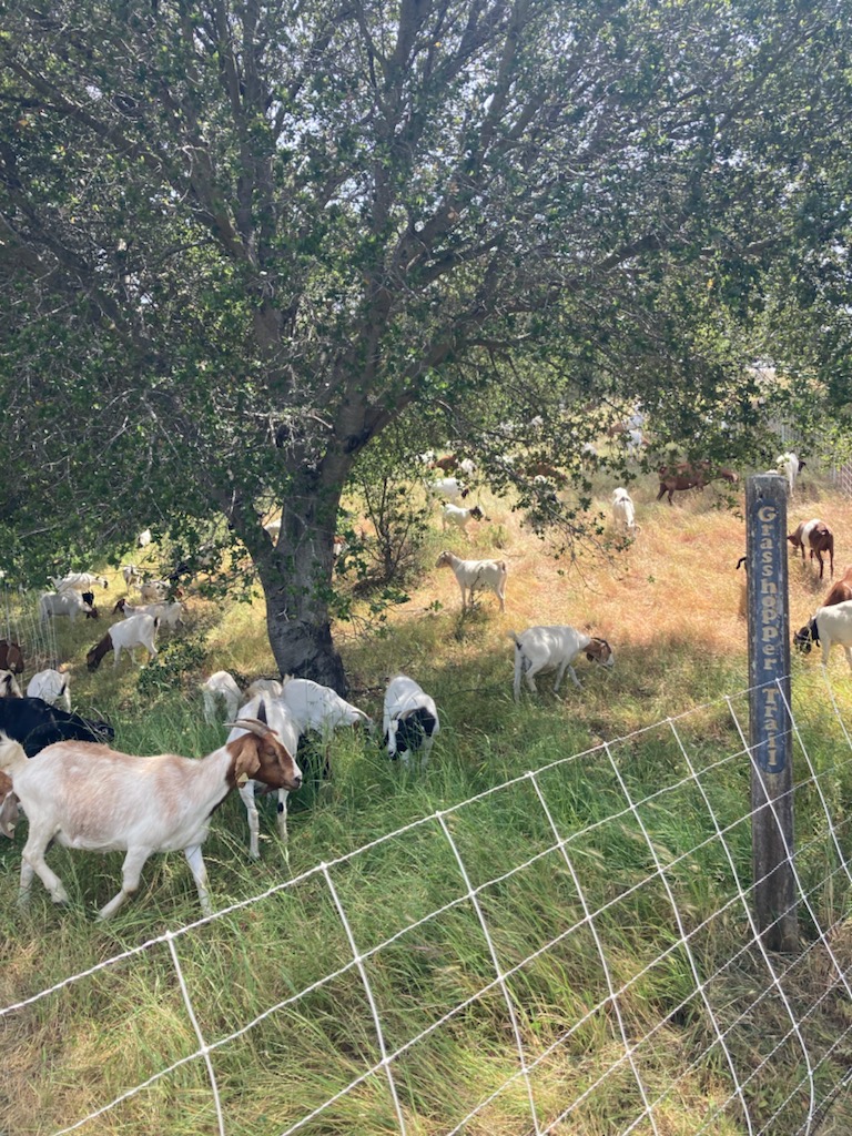 Grasshopper Hill Goats