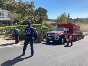 Fire Foundry crew at work removing combustible vegetation