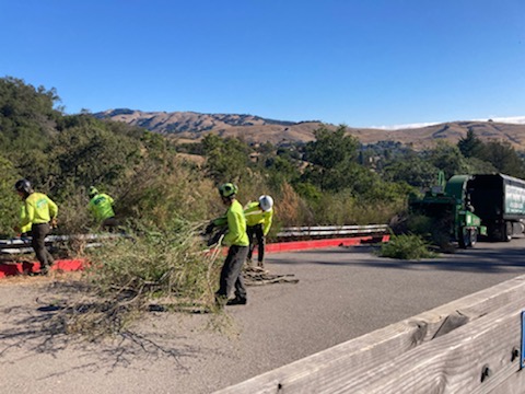 fire hazardous vegetation removal