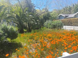 flowers in sun valley