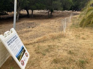 Flock of sheep behind a fence, with a sign about wildfire mitigation.
