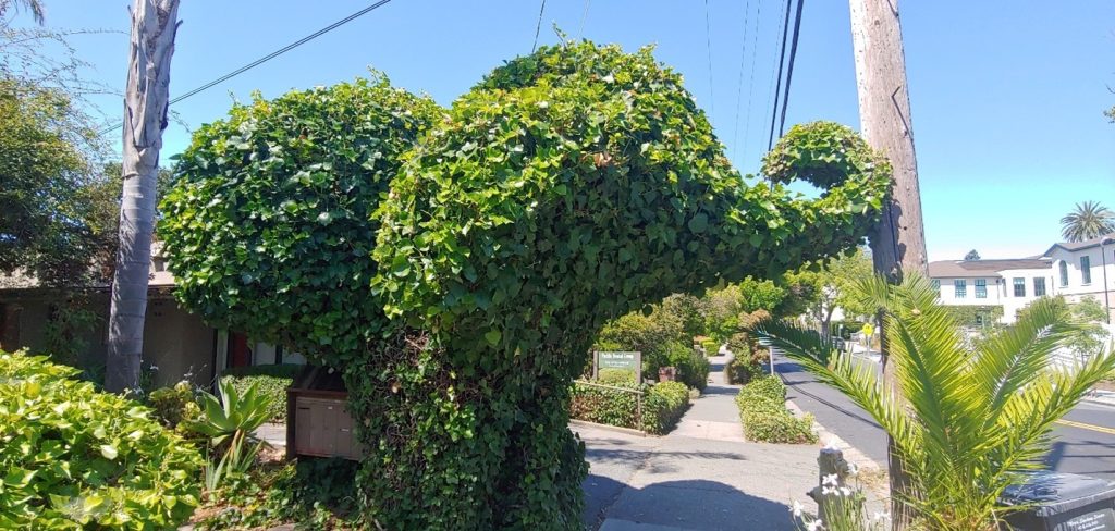 Elephant tree 