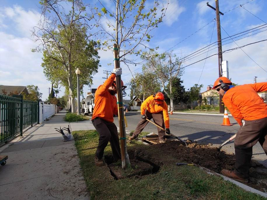 picture of Santa Ana Public Works staff planting tree
