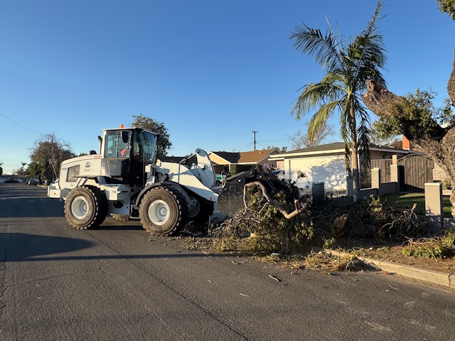 A bulldozer scoops up branches and debris next to a tree.