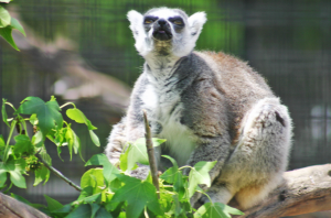 Santa Ana Zoo Lemur