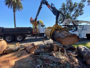 Windstorm Clean-Up