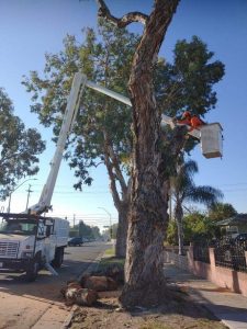 Windstorm Clean-Up