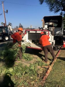 Windstorm Clean-Up