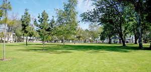 Grass area at Centennial Park