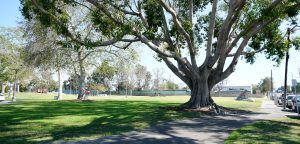 Open area at Cesar Chavez Campesino Park