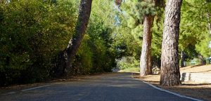 bike trail and trees at Santiago park