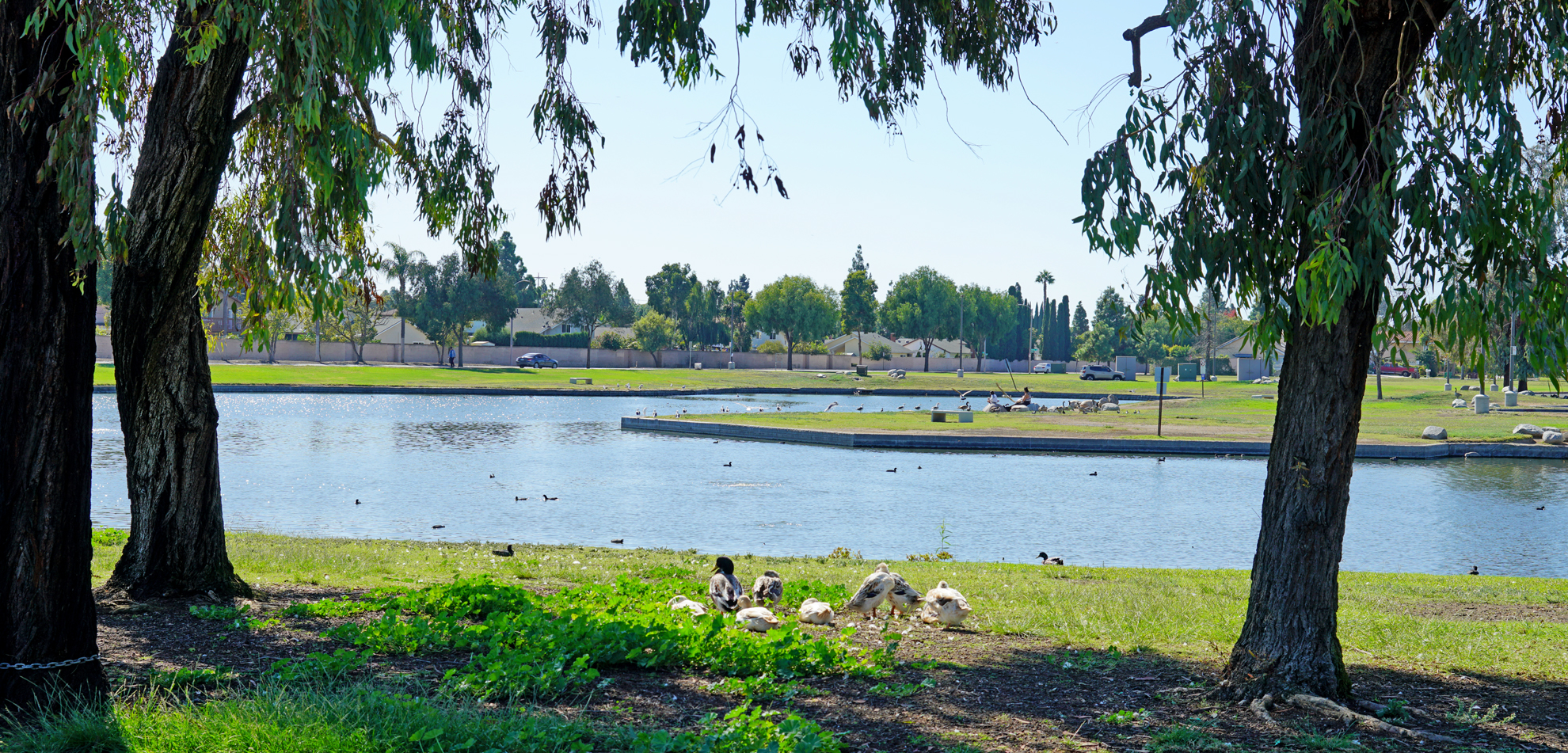 lake at Thornton Park