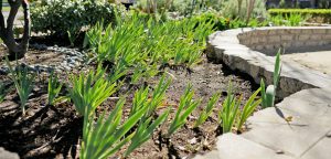 landscape at Sarah May Downie Herb Garden