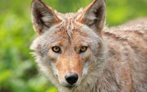 coyote info