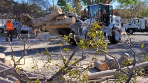 Public Works Cleaning Up Downed Trees