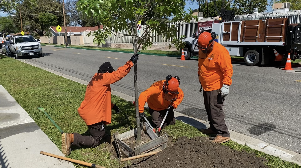 Tree Planting in the Parkway