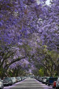 Purple Jacaranda flowers blooming on a Jacaranda tree on Myrtle Street