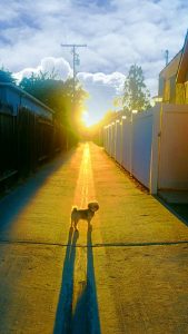 Dog on alley during sunset