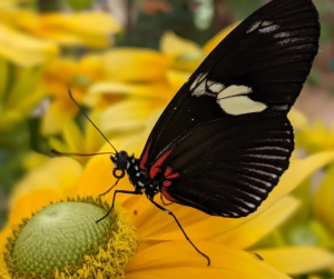 Butterfly Flight