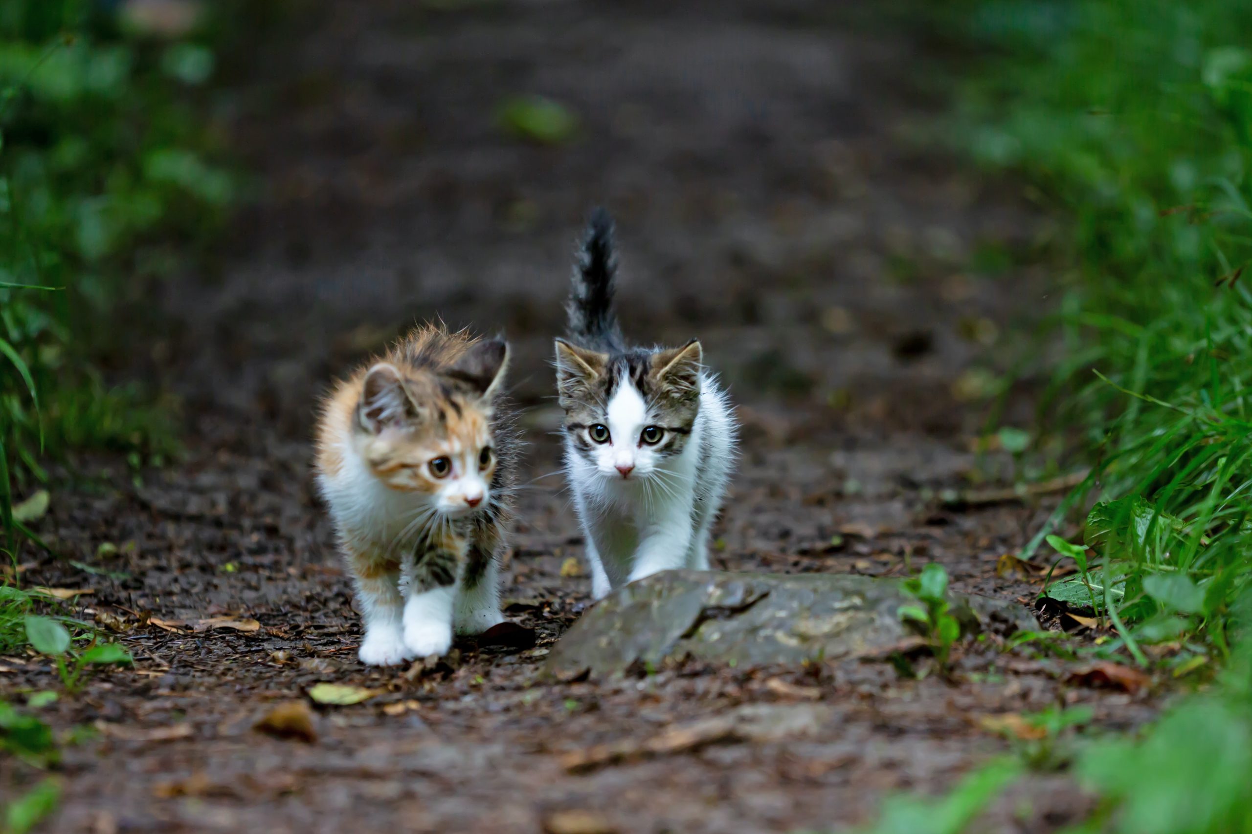 Feral vs Stray Cats Meaning  What is a Feral Cat