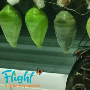 Butterfly Cocoons
