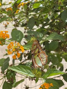 Zoo butterfly