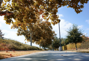 bike trail along Edna Park with trees and browning leaves