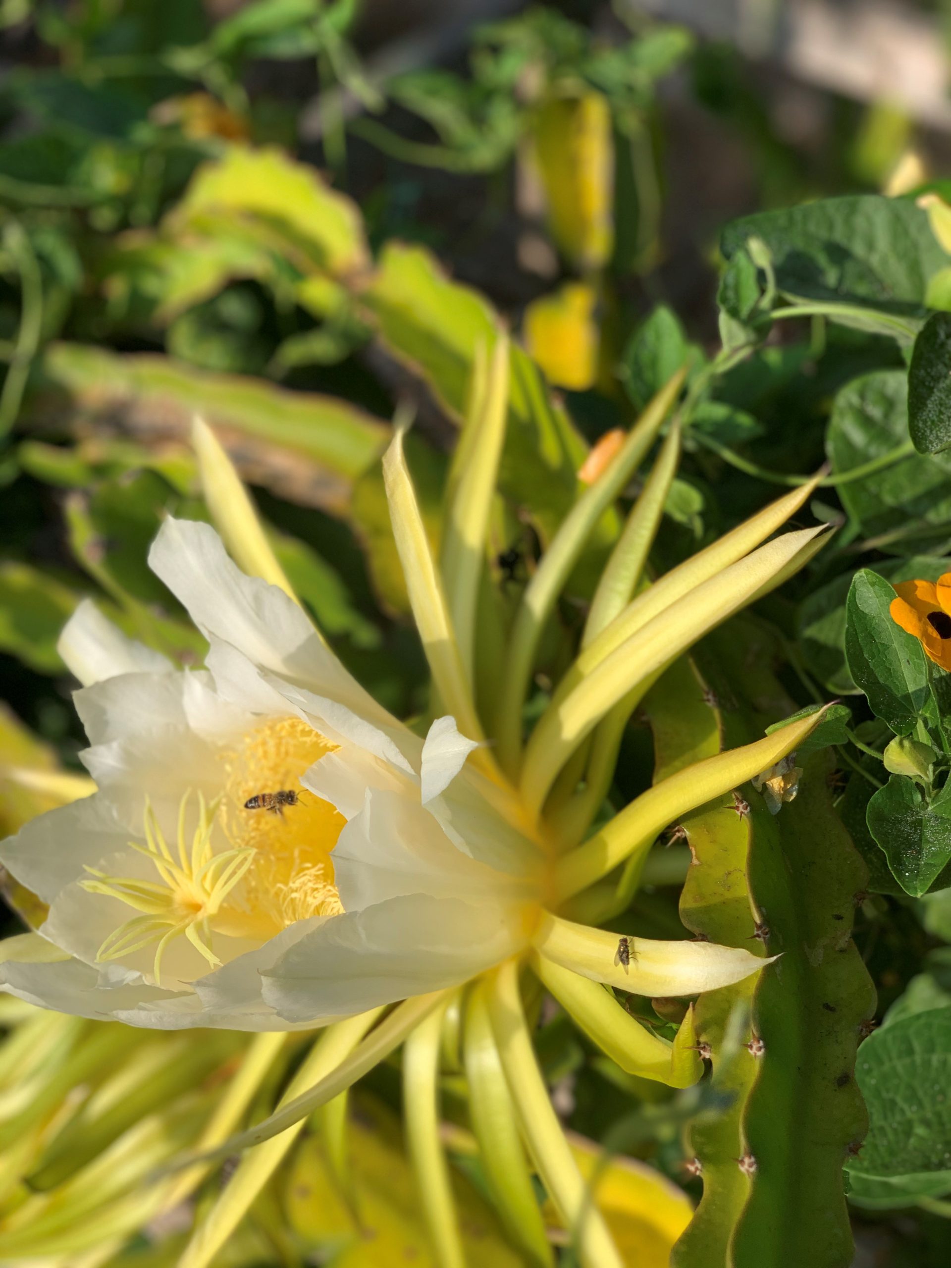 Honeybee pollinating a flower