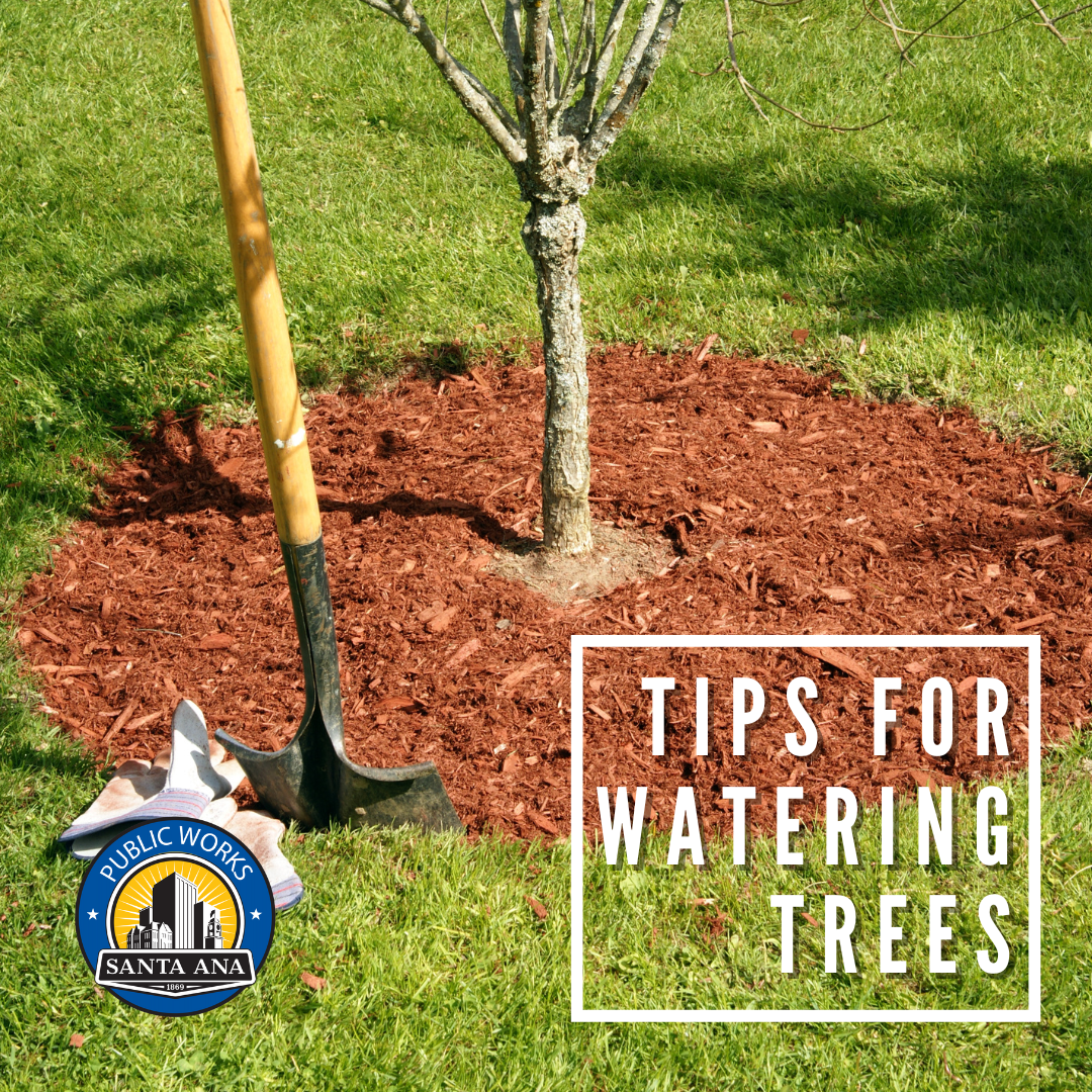 Shovel in mulch surrounding a tree