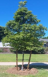 Watering Trees in the Summer Heat 9_