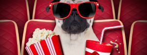 Dog with sunglasses holding popcorn and drink watching movie