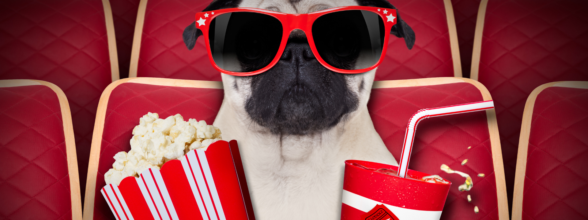 Dog with sunglasses holding popcorn and drink watching movie