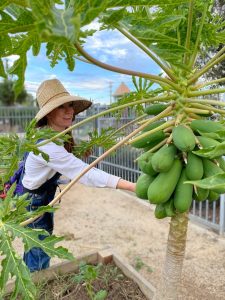 Staff harvesting papaya tree at community gardens