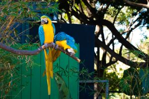 two parrots on a branch