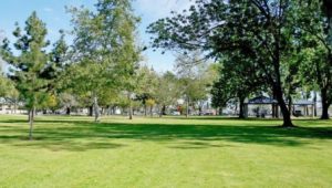 Grass Area At Centennial Park