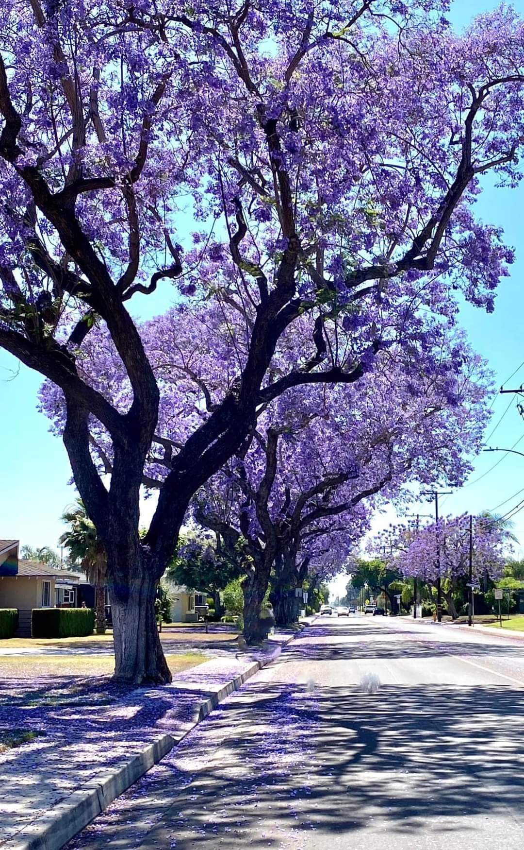 Blooming Jaracanda Trees in Santa Ana Spotlight Photo