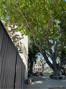 Ficus Tree at the Santa Ana Public Library